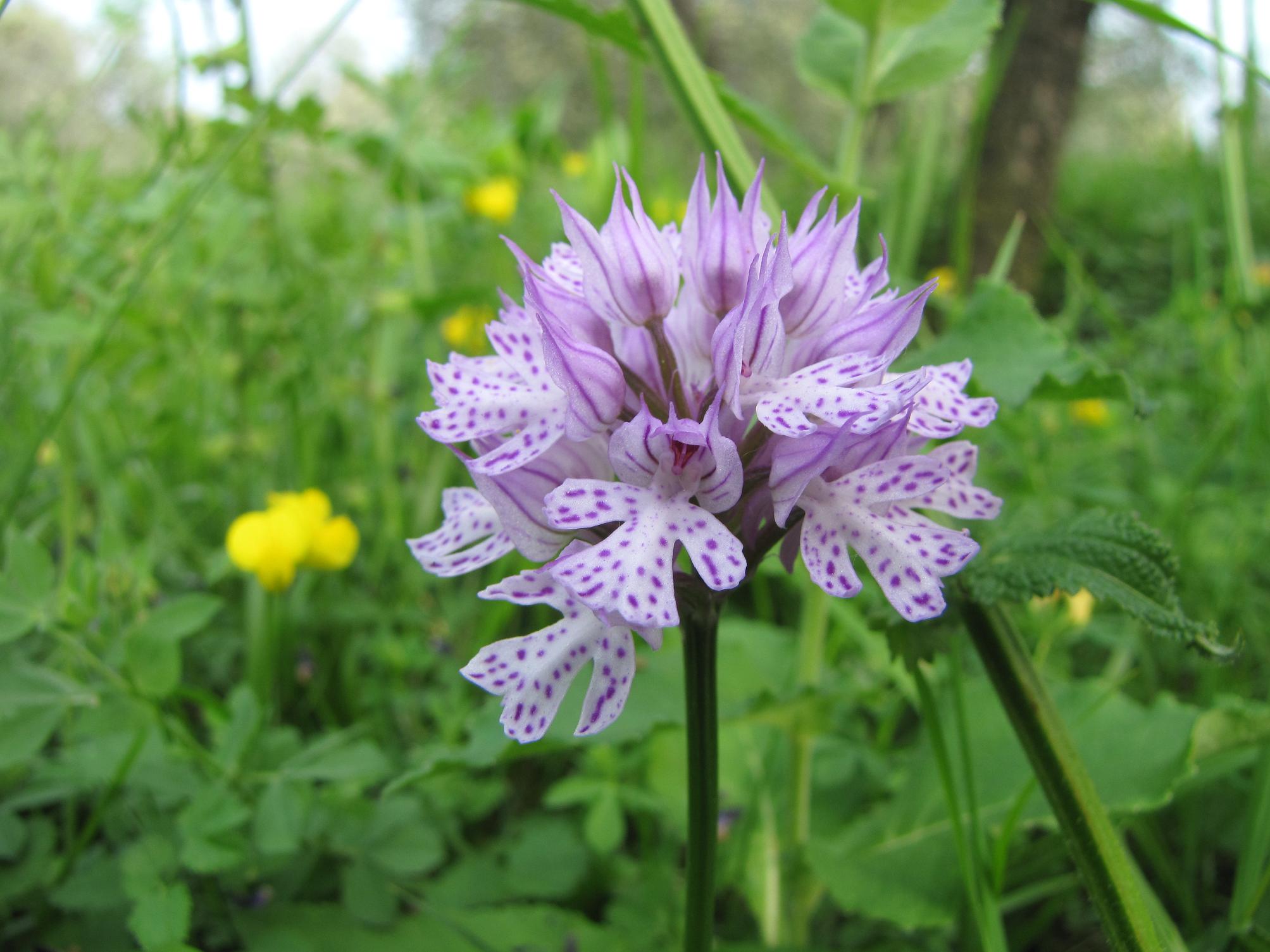 Neotinea tridentata, Ochis militari, simia e Anacamptis morio